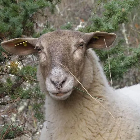 Canto Perdigal Nyaraló *