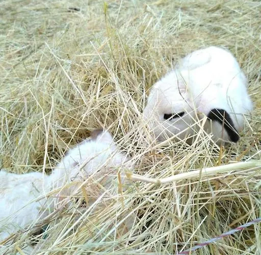 Feriehus Canto Perdigal