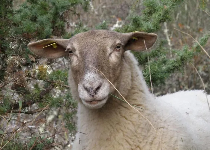 Canto Perdigal Дом отдыха *